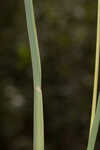 Saltmarsh fingergrass